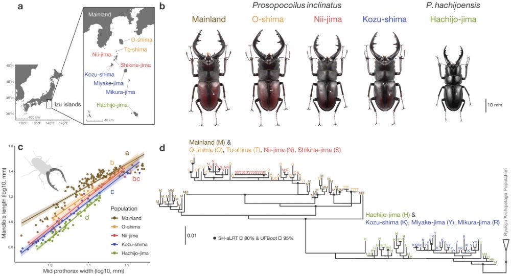 kodai_kishino's tweet photo. ハチジョウノコギリクワガタのゲノム解析論文がMolecular Ecology誌で公開されました！ https://t.co/20PSK9p4uX