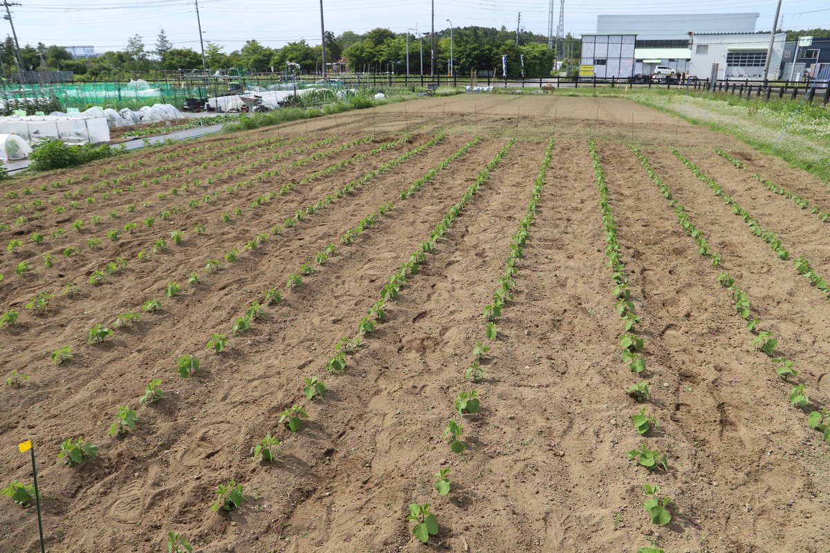 consaofficial's tweet photo. JAグループ北海道様と農業の魅力を伝えることを目的の「コンサ・土・農園」（コンサ・ド・ファーム）🌳

6/25(木)くるるの杜 市民農園【エルフィンファーム】にて除草作業を実施いたしました✨

今回実施した除草については
①雑草に土の養分や水分が奪われる。
②雑草により作物に日が当たらなくなる。
③雑草が病原菌や害虫の温床となる。
を防ぐことが目的となります🫡

1枚目が作業前で除草すること4枚目のように綺麗になりました💪

引き続き、今後の様子をSNS 等で発信していきます。
また、生産した枝豆は、しまふく寮の食事などで活用していく予定です✨