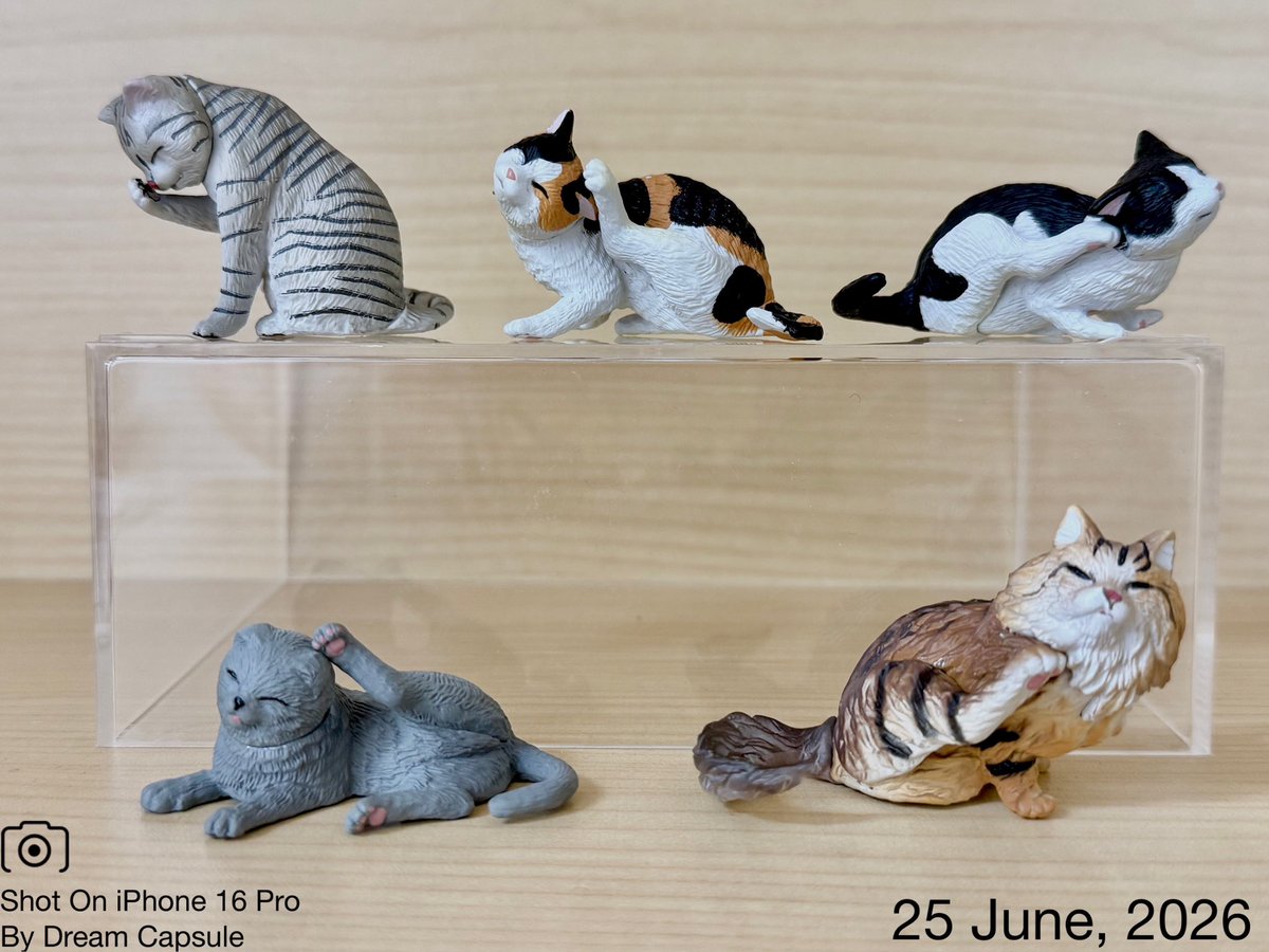 dreamcapsuleCEO's tweet photo. 🌟新入荷ガチャ商品プレゼントCP🌟

目を細めてカイカイ🐈‍⬛ちょっとした置物にぴったり！
「カイカイ猫」

フォロー&amp;RP(RT)していただいた方の中から抽選で2名様に全5種セットをプレゼント🎁
ドリカプへの入荷日とキャンペーン詳細は↓

#ドリームカプセル #ガチャ専門店 https://t.co/xDZKLXqYJG