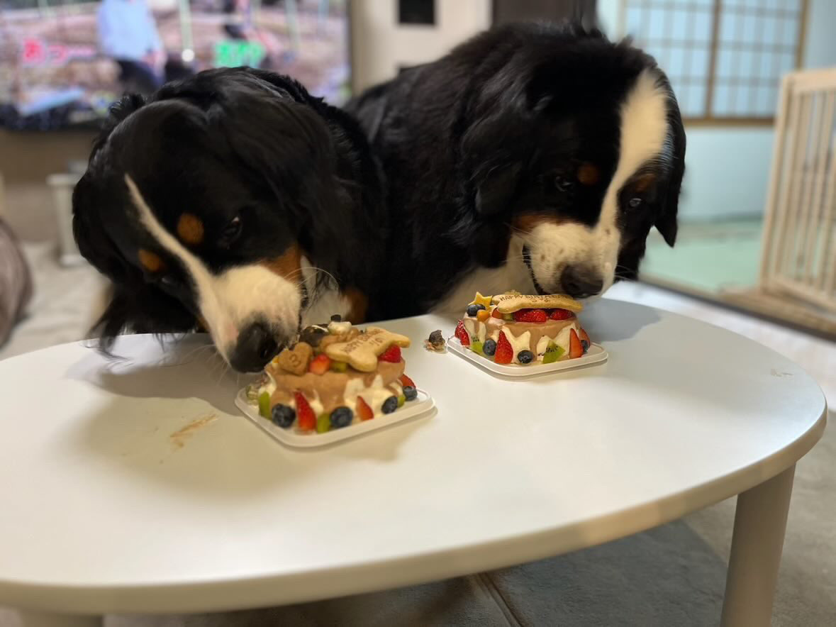 DOG_FIGHT2016's tweet photo. アップが遅れました、バーニーズのらなちゃんりのちゃんがケーキと一緒に上手にお写真撮れましたよ❤️
こんなケーキを前に待てるふたり、なんてお利口なんでしょう😊独り占めのケーキ、嬉しいねと声をかけたくなっちゃう可愛さ☺️！
#お客様からのお写真　
#バーニーズ　
#はらぺこ https://t.co/h58mtHOqDA