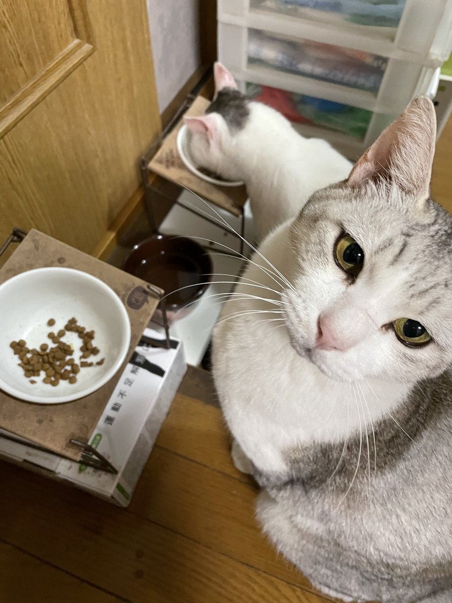 haru44_GS's tweet photo. @neru__sub_ 起きてる猫探したんですが
あまり起きてなくて https://t.co/tXc1PpxB8O