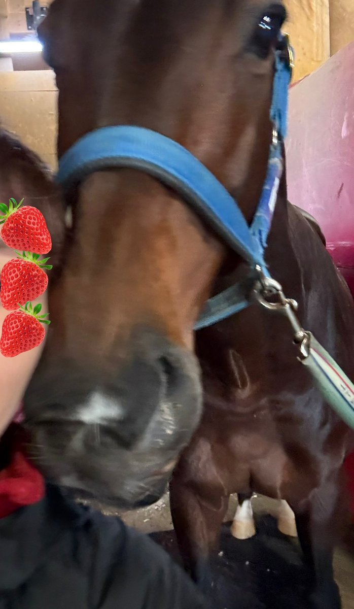 pFbEKrfuVN79687's tweet photo. セルフィーも上手なプラダリア🐴🍓 https://t.co/o5aYk8mXNk