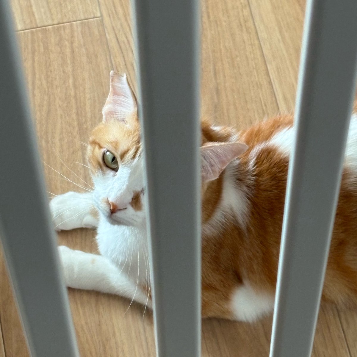 moegitime's tweet photo. ねこはるすばん https://t.co/YYrXLa3rWb