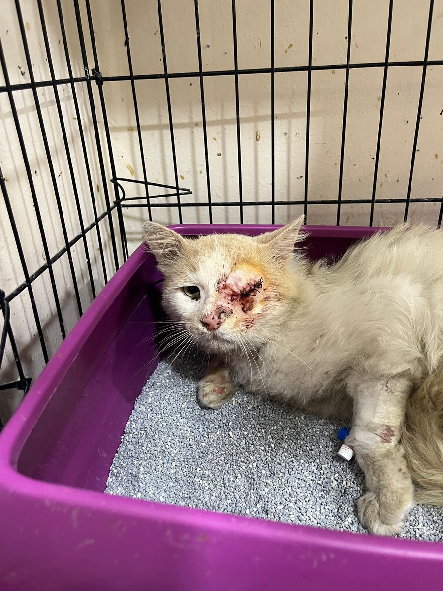 yaasemintheone's tweet photo. Behlülüm tanıdığım en iyi huylu kedi 3 yaşlarında büyük ihtimalle sokağa atıldı.Bir gözü dışarıda buldum 2 gün önce de yakalayarak kliniğe götürdüm ve artık bir gözü yok:( bu güzel oğlana yuva arıyorum gerçekten çok iyi huylu ve sokakta yapamıyor ist pendik 0553 634 05 04 https://t.co/ODOWwHbd4u