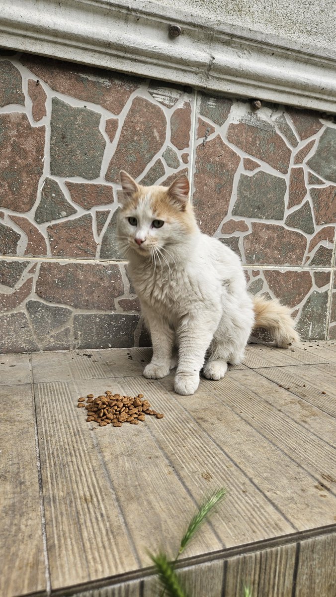 yaasemintheone's tweet photo. Behlülüm tanıdığım en iyi huylu kedi 3 yaşlarında büyük ihtimalle sokağa atıldı.Bir gözü dışarıda buldum 2 gün önce de yakalayarak kliniğe götürdüm ve artık bir gözü yok:( bu güzel oğlana yuva arıyorum gerçekten çok iyi huylu ve sokakta yapamıyor ist pendik 0553 634 05 04 https://t.co/ODOWwHbd4u