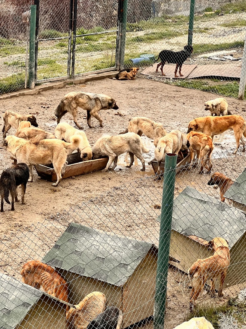 DogDeskAction's tweet photo. One of the most significant statements yet on Turkey's street dog law.

The government says 83% of street dogs have already been collected and that all remaining dogs will be removed from public spaces by the end of 2026.

The scale of what is being claimed is extraordinary https://t.co/ZNfQF3V3k7