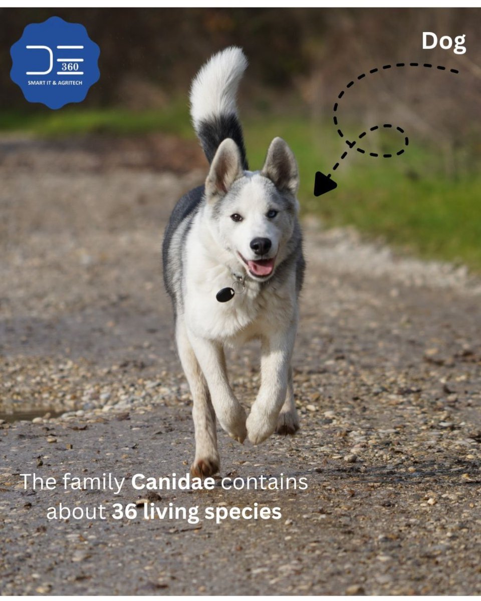 dataexperts360's tweet photo. 🐺 Dog or Wolf? Think you can tell the difference?

Dogs and wolves may look alike, but they’re worlds apart in behavior, instincts, and lifestyle. 

Swipe through to discover some fascinating facts! 🐾 
#DogVsWolf #WildlifeFacts #AnimalEducation #DidYouKnow #DataExperts360 https://t.co/YgyFizBN3O