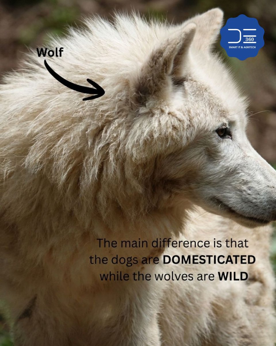 dataexperts360's tweet photo. 🐺 Dog or Wolf? Think you can tell the difference?

Dogs and wolves may look alike, but they’re worlds apart in behavior, instincts, and lifestyle. 

Swipe through to discover some fascinating facts! 🐾 
#DogVsWolf #WildlifeFacts #AnimalEducation #DidYouKnow #DataExperts360 https://t.co/YgyFizBN3O