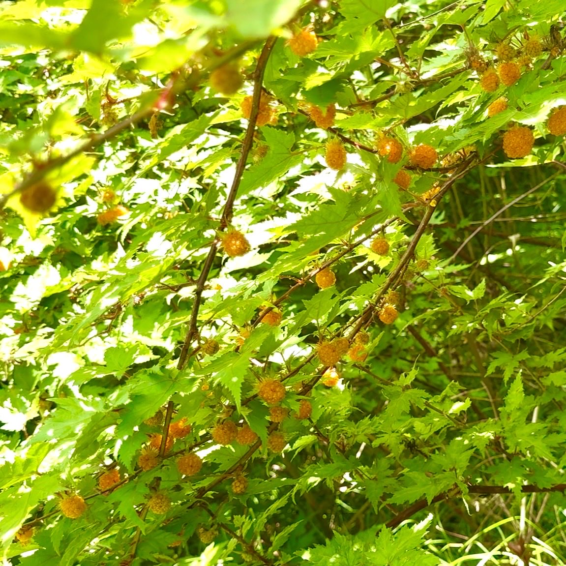 wild_grasses's tweet photo. 初夏のフルーツがピークを迎えていますね！

じゃあさぁ、３１アイスクリームに絶対無い味とか、作ってみたいじゃんかぁ。

…という事で作ってみました。
『マウンテンピーチ＆メープルラズベリー味
（※誤訳）』

爽やかな初夏の味🍨✨ https://t.co/iPmzFwIVL1