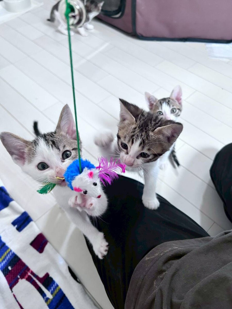 konekono_heya's tweet photo. 🐱#猫の譲渡会一覧～2026年6月27日
●6月27日（土）
場所：石川郡野々市町御経塚3
会場：ペットのおうち野々市シェルター
時間：10時～15時
#北陸・猫の譲渡会・6月27日

#譲渡会 #里親会 #里親募集 #猫
✱詳細➜https://t.co/mdzVVItIKR https://t.co/8Cb0W3tXgj