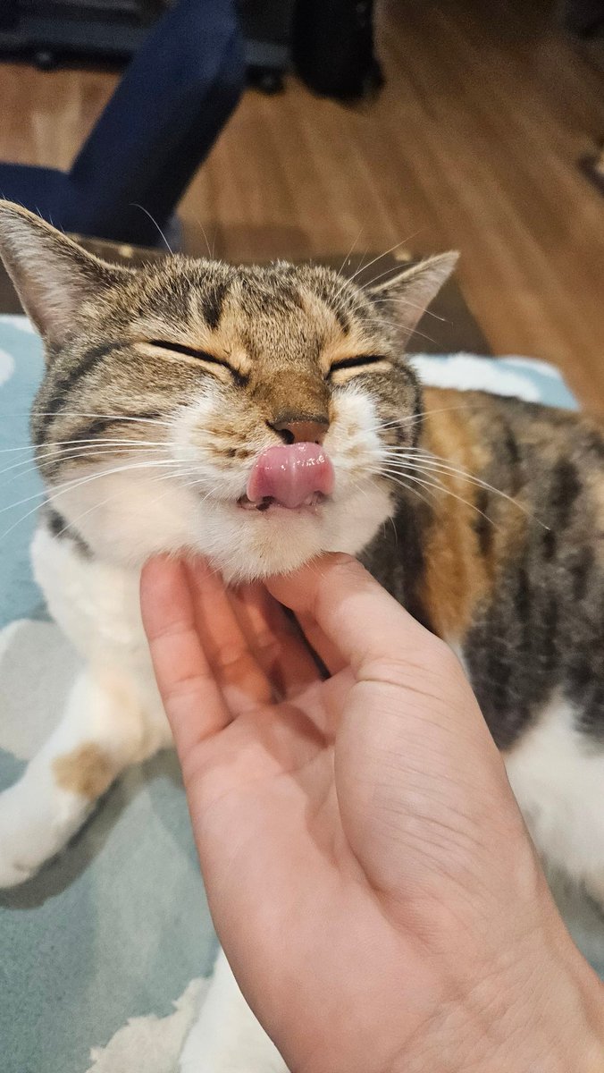べん(猫の人) tweet media