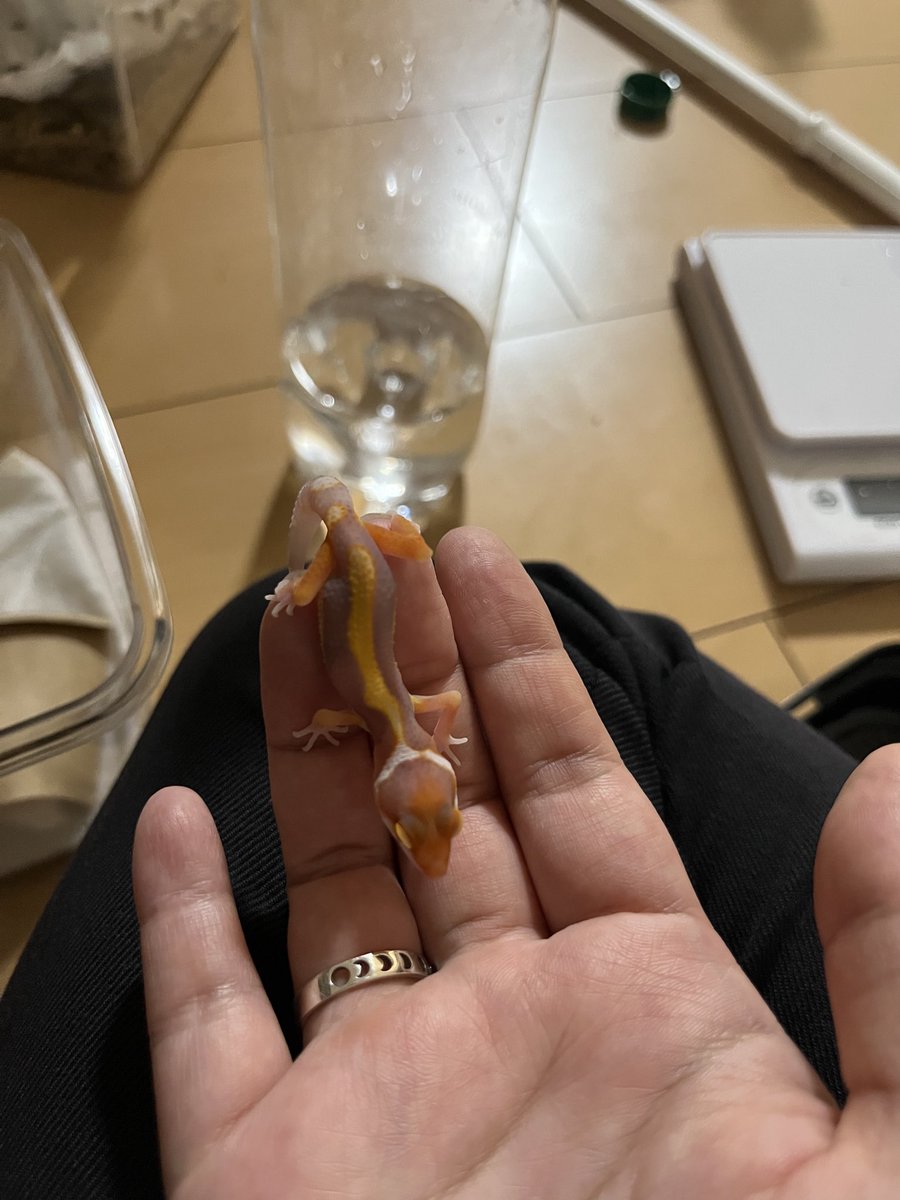 leopanofigure's tweet photo. いちかさん、にちかさん、さちかさん
とにちかさんとさちかさんのツーショット
クラッチメイトだけどこんなにも違う https://t.co/6PV07eGwvj