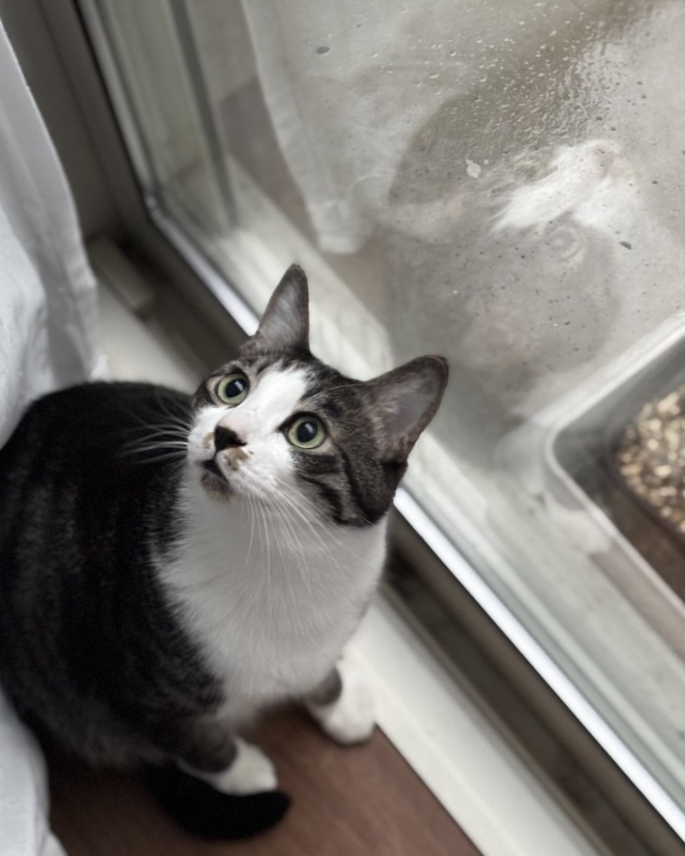 おかえりぃ〜🐱 台風🌀に備えなきゃね🐱