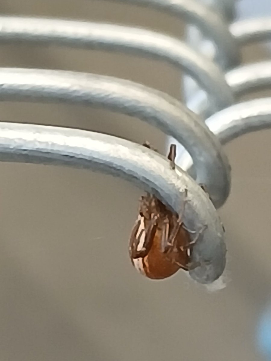 ThatFinnishFox's tweet photo. A spooder was guarding my fence materials. Took the dude outside.

While  all native spiders in Finland are harmless to humans, I rather not have one in my workshop. https://t.co/Lb7M5sE3wC
