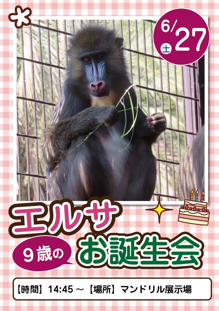 m_phoenixzoo's tweet photo. 【イベントのお知らせ】

6月26日はマンドリル「エルサ」9歳のお誕生日です✨
一日遅れですが、27日に誕生会を開催します！
是非一緒にお祝いしましょう😆🎉

🗓️6月27日(土) 14:45〜
📍マンドリル展示場

#宮崎市フェニックス自然動物園
#マンドリル　#エルサ https://t.co/OxRfI0H51E