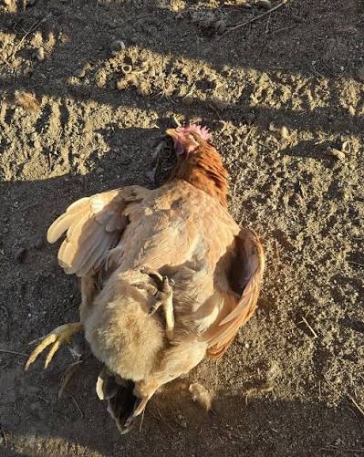 Pbe95's tweet photo. La chaleur extrême en France a tué des centaines de milliers de volailles, saturant les services de collecte des carcasses et poussant les autorités à envisager l'enterrement sur place .
Elevage intensif soutenu par qui ? Notre ministre de l'agriculture Genevard. https://t.co/kqboXAS2V6