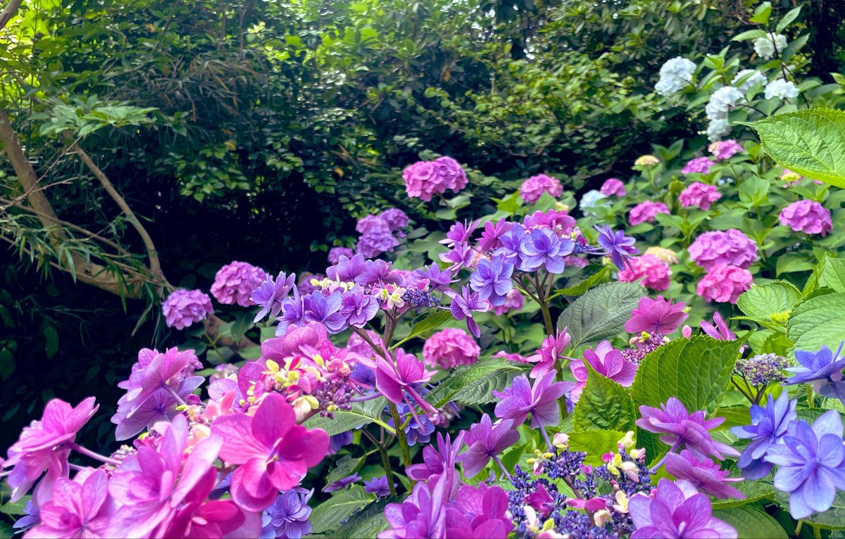 3nami_kuri's tweet photo. 同じ事務所の優衣さんと紫陽花を見に行ってきました‼︎💠💠💠
色んな種類の可愛い紫陽花にすっごく癒されて、優衣さんとも沢山お話できた最高の一日でしたよ･:*+.\(( °ω° ))/.:+🦋
皆さんは何色の紫陽花が好きですか？💭 https://t.co/AHt6WtHW7y