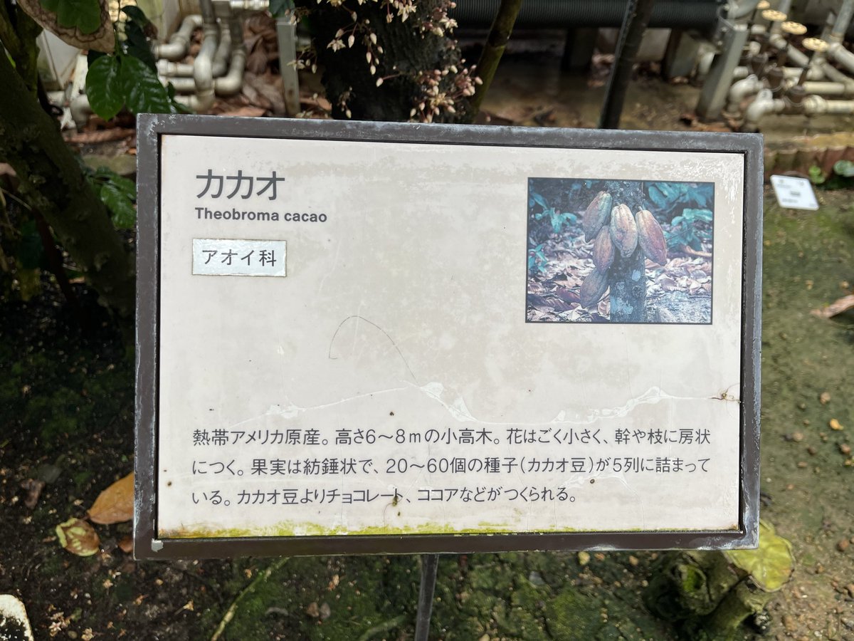 CozyMaegawa's tweet photo. 植物園へ行ってきました🌿
カカオやアサイーなど新しい発見がありました。
自然の美しさや小さな変化に気づく感性は、野球にもつながると感じています⚾️
野球を頑張るお子さんにも、自然の中で過ごす時間はおすすめです😊 https://t.co/pMIioc6Nmi