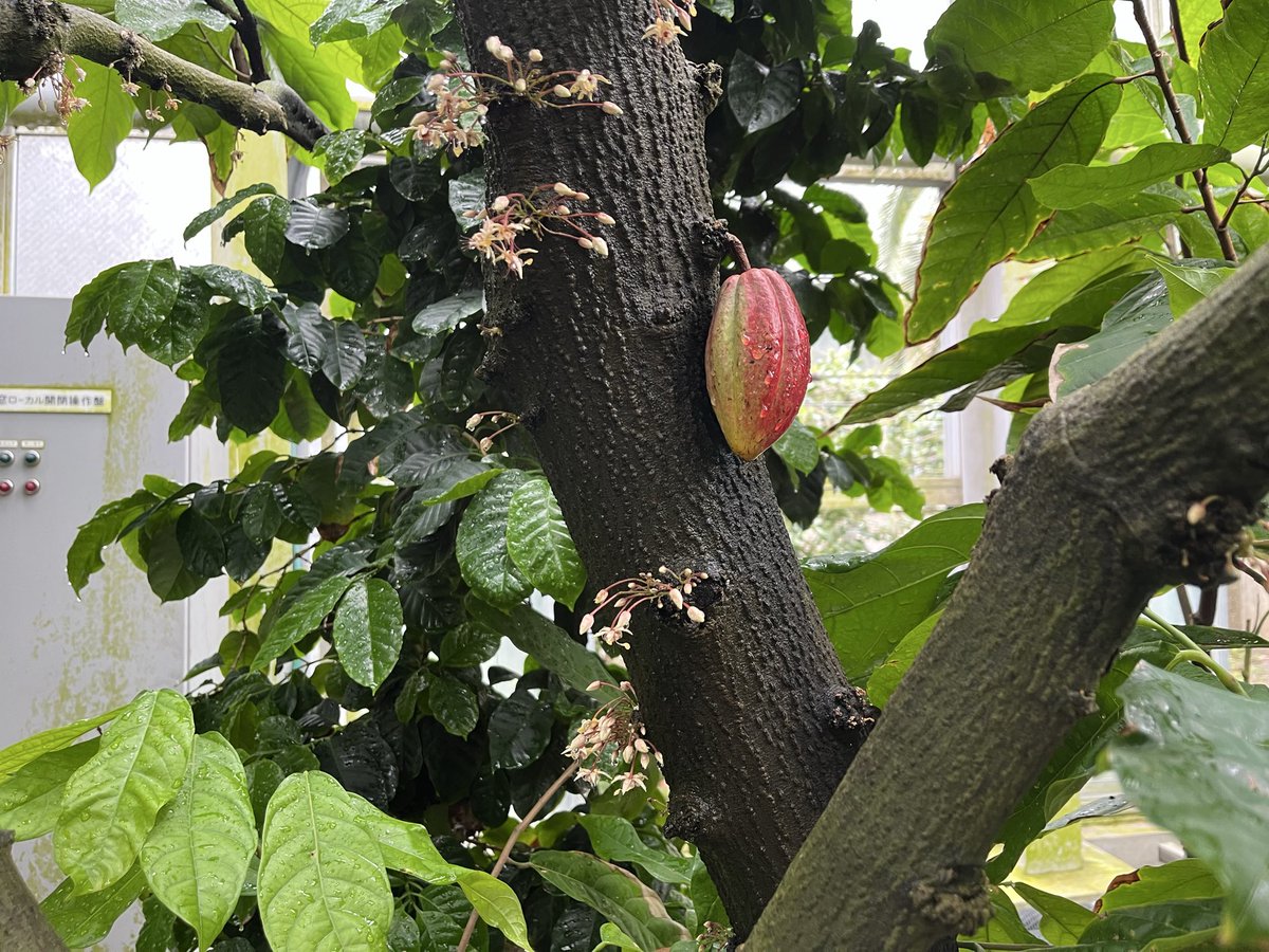 CozyMaegawa's tweet photo. 植物園へ行ってきました🌿
カカオやアサイーなど新しい発見がありました。
自然の美しさや小さな変化に気づく感性は、野球にもつながると感じています⚾️
野球を頑張るお子さんにも、自然の中で過ごす時間はおすすめです😊 https://t.co/pMIioc6Nmi