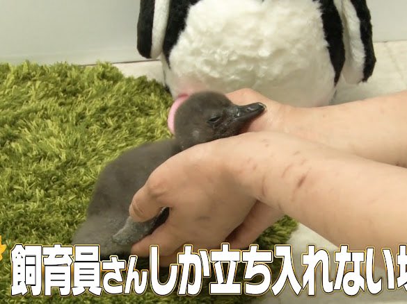 ペンギンちゃん 土日休み　 💡ここで豆知識💡 土屋アンナさんが会ったペンギンの赤ちゃん 灰色