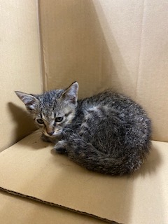 FujinomiyaGym's tweet photo. 館内で迷い猫を保護しました。
飼っていただける方がいらっしゃいましたら、体育館窓口までお声がけください。
おとなしそうな子です。

種類　キジトラ
性別　不明
年齢　３～４ヶ月 https://t.co/uJs9Z6O9Ut