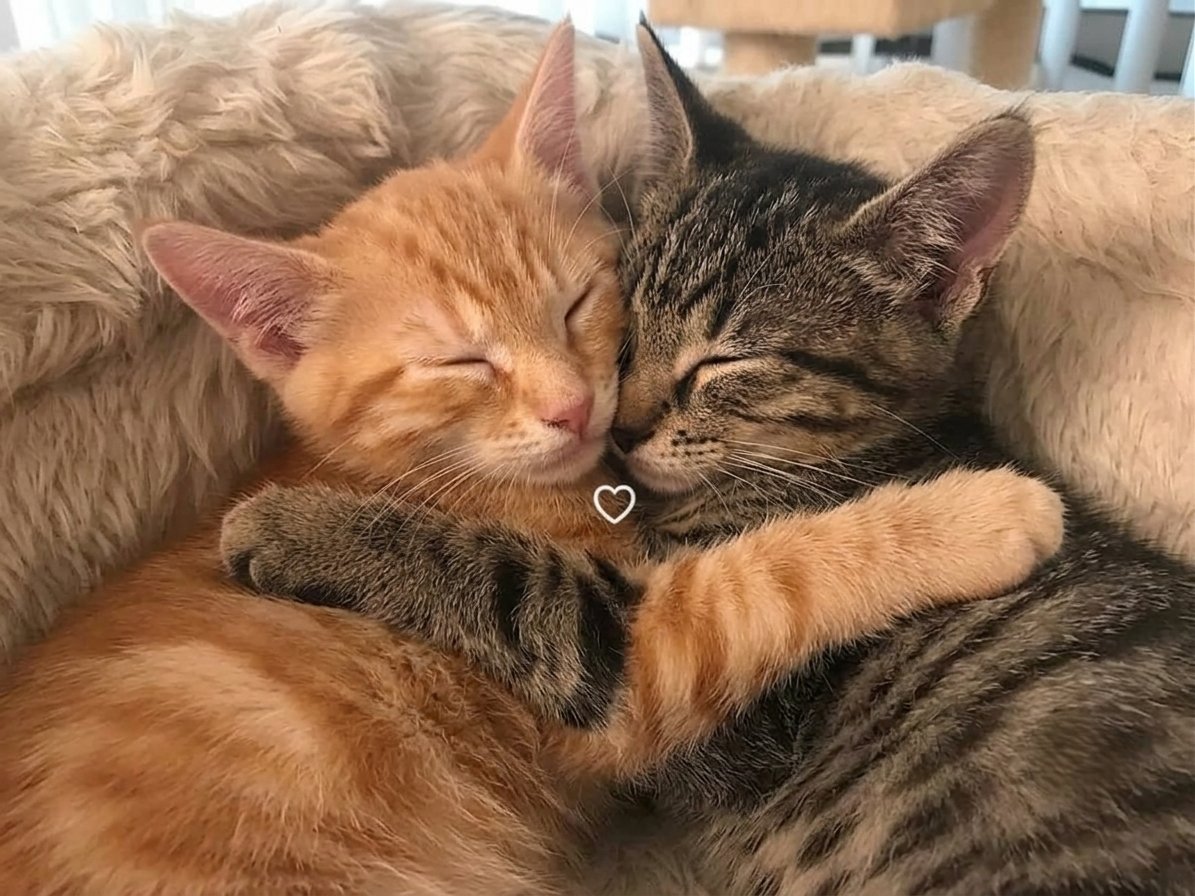 TheCatsX's tweet photo. https://t.co/qW4O02dVUT