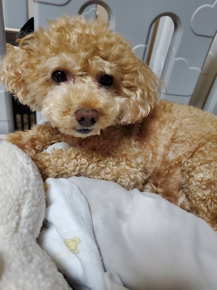 kuunosuke17's tweet photo. 今日も１日お疲れさまです🐶✨ https://t.co/GsPfOPj3P6
