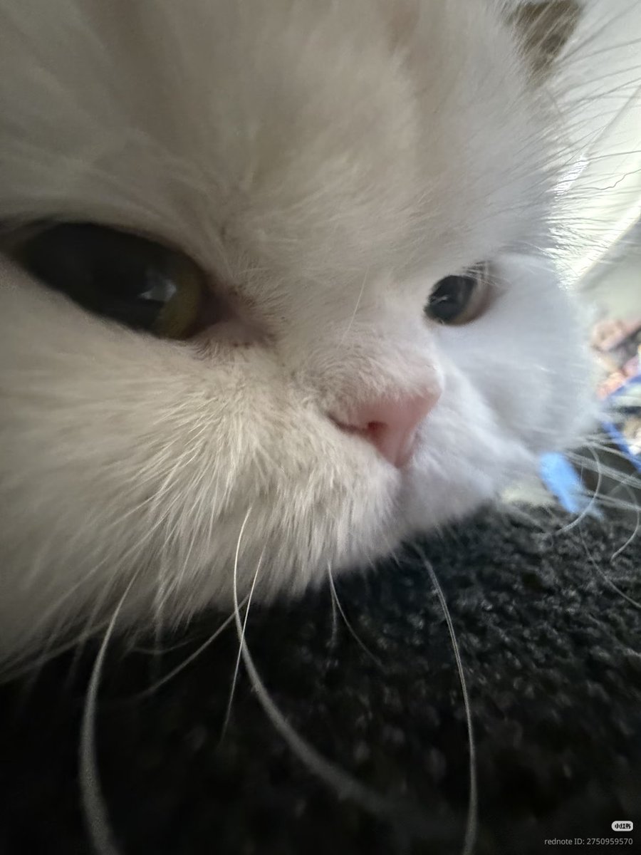 nocontextscats's tweet photo. Bored https://t.co/Smnwzhk1t8