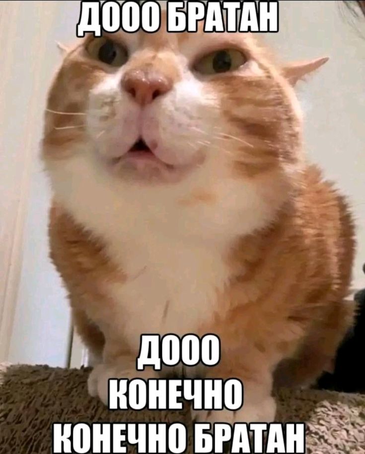 Deliriumd20's tweet photo. @DanielMeows дааа даааа...конечно https://t.co/qcrO61ZByj