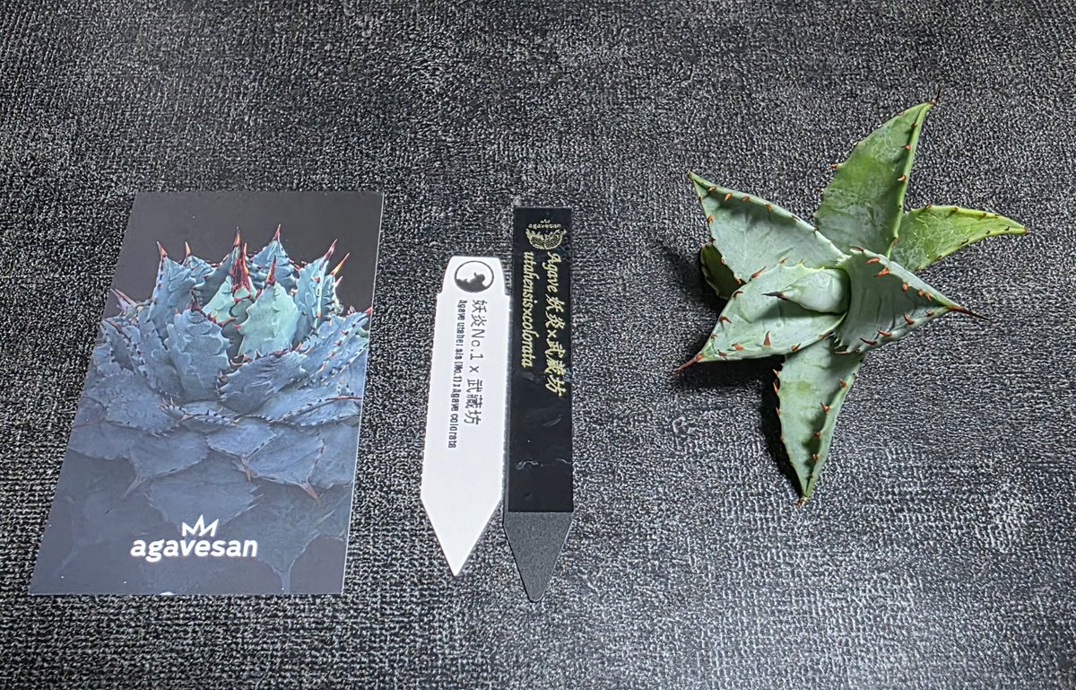 racco_kanyou's tweet photo. 楽しそうなハイブリッドが届きました✨
育成楽しめるよう、発根管理頑張るぞ(ง •̀_•́)ง
@agavesan1 https://t.co/XDPnNhI5CC