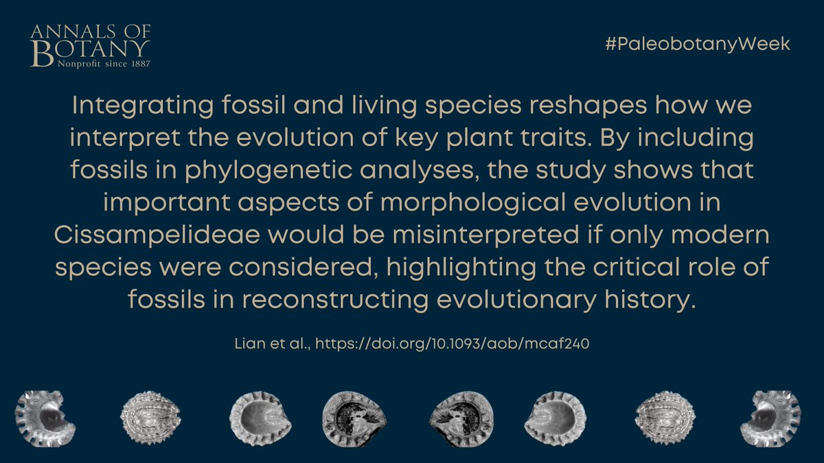 annbot's tweet photo. 🌿🪨  #PaleoBotanyWeek

The endocarp evolution of Cissampelideae (Menispermaceae): Integrating extant and fossil species by Lian and co-authors.

#freeaccess article
👉  https://t.co/8QswNk6tlm 

#Paleobotany #PlantEvolution #Botany https://t.co/JDjyI1SSP6