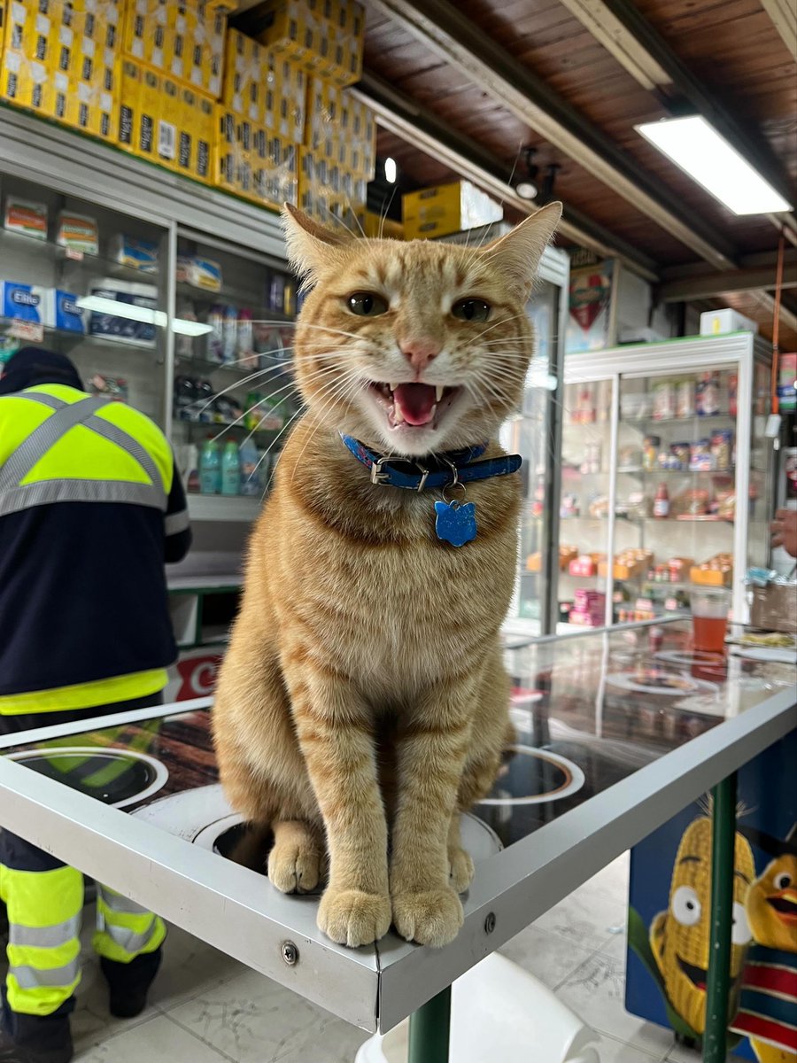 Bodegacats_'s tweet photo. https://t.co/2VwSavDd9A