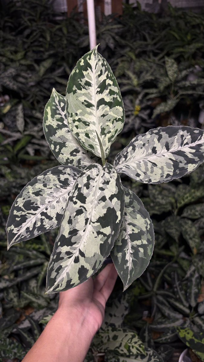 hiro87513875's tweet photo. Aglaonema Pictum Tricolor “OBOROS” (オボロス)
From South Sumatra https://t.co/fwcTCVdhe2