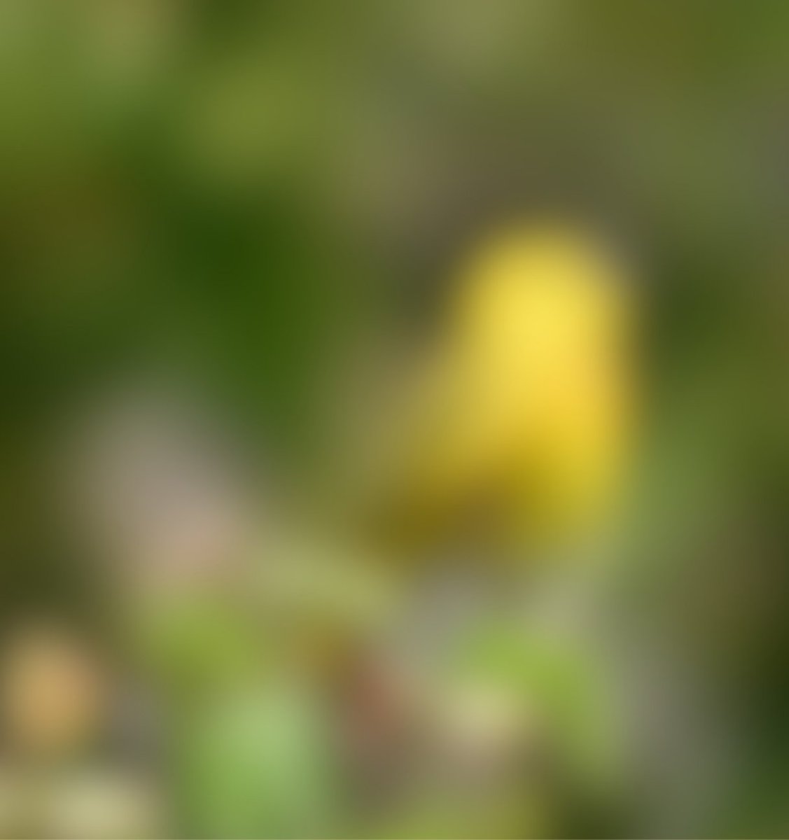 WildBirdYYC's tweet photo. ๐ฆ Guess the Bird of the Week!
This bright summer songbird is often found in shrubs and willows near water across Alberta. ๐
Look for:
โข Bright yellow feathers
โข Fine reddish streaks on the chest
โข A dark round eye
Can you guess it?
#BirdOfTheWeek #YYCBirding #AlbertaBirds https://t.co/DzM9RajJlZ