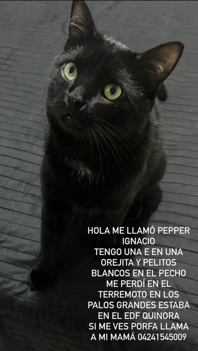 La Rata 🐀 tweet media