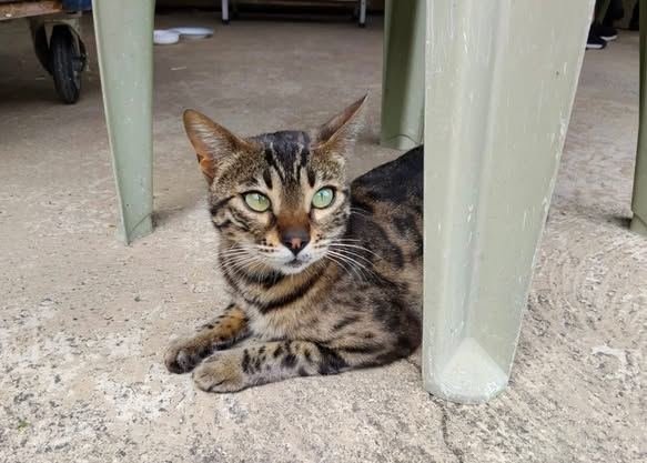 Loovenelle's tweet photo. ‼️TESS, pucée et stérilisée, s’est échappée sur l’aire d’autoroute ROUILLÉ-PAMPROUX (dépt79/86) dans le sens BORDEAUX-PARIS. Merci d’ouvrir l’œil.
Si qqun venait à l’attraper, merci de contacter immédiatement au :  ☎️07 52 55 27 90 
MERCI DE PARTAGER‼️ @VINCIAutoroutes 
@LAjoncs https://t.co/JjDLXIQ75t