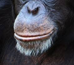 prmade313raised's tweet photo. It’s always people with lips like this being racist! https://t.co/nTzV1xcLjp