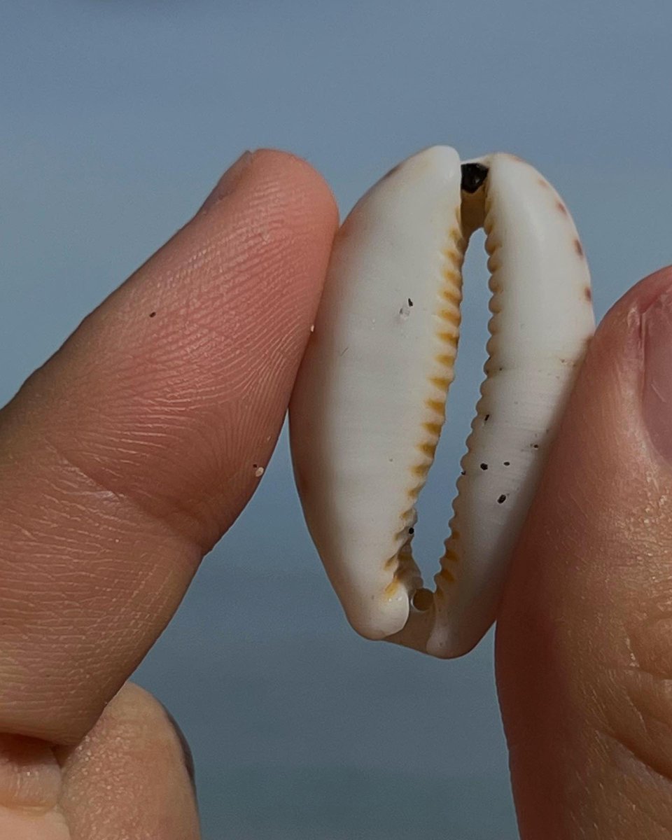 Innaliya123's tweet photo. Finding a seashell by chance can make you feel lucky today https://t.co/i7yy8MpKcd