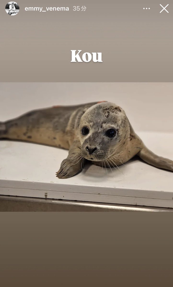 Y_azara_seal's tweet photo. 新たに保護された2頭が
Emmyさんのストーリーで公開🦭🦭

お名前は
Kou と Fuku  合わせて幸福ちゃん✨
助けてもらえて本当によかった🥹

https://t.co/NZFEZHsa4d
#アザラシ幼稚園 https://t.co/FC3N6Y6G2m