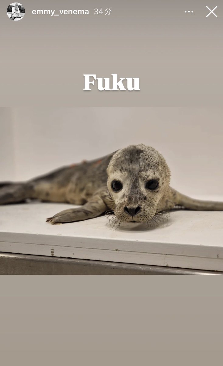 Y_azara_seal's tweet photo. 新たに保護された2頭が
Emmyさんのストーリーで公開🦭🦭

お名前は
Kou と Fuku  合わせて幸福ちゃん✨
助けてもらえて本当によかった🥹

https://t.co/NZFEZHsa4d
#アザラシ幼稚園 https://t.co/FC3N6Y6G2m