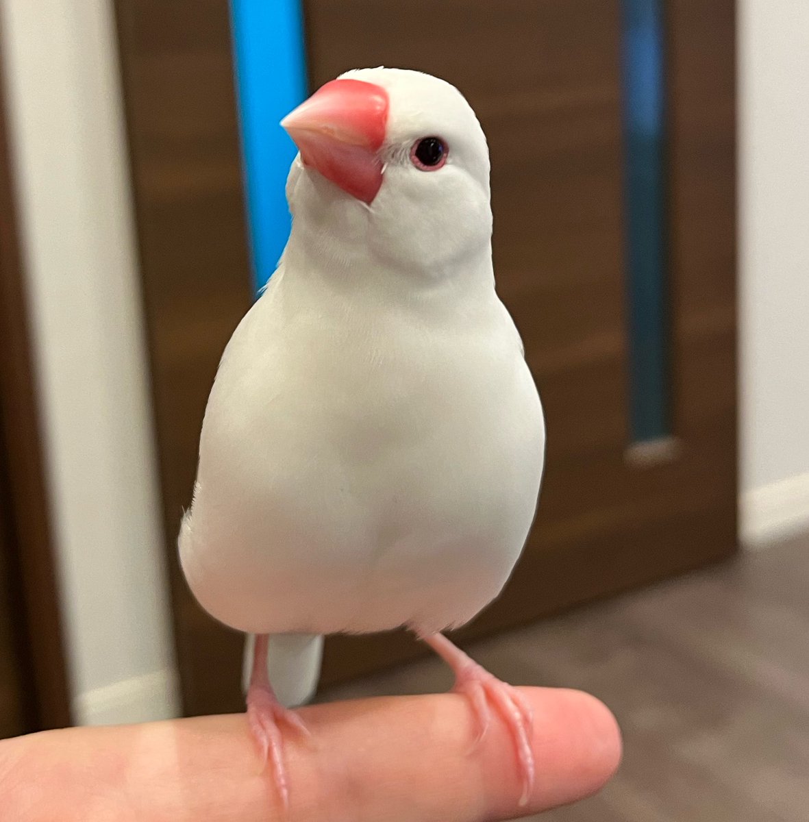 jack9138448's tweet photo. もう寝る時間よ
#文鳥 https://t.co/t2PAl8Vwvm
