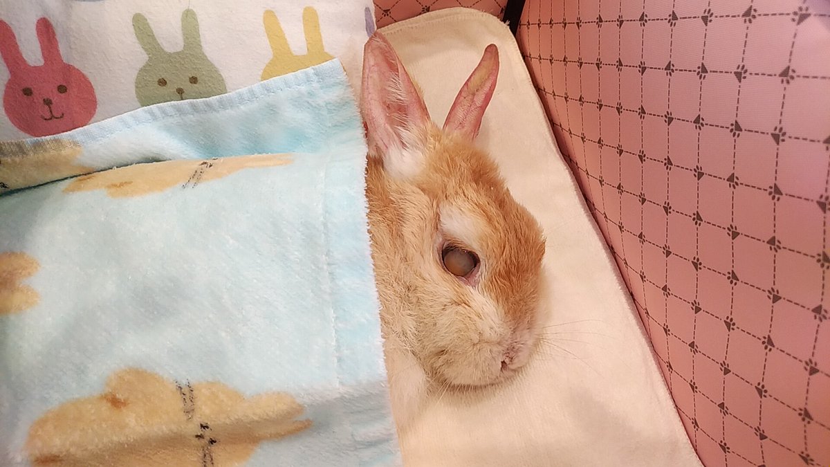 gentle92429's tweet photo. 今日6/25は🏥定期通院日でした。

🐰先生に「がんばってますね✨」ってほめられたの🎶

案の定体重は減っていました💦
ですが先生からは、数値を気にして消化吸収能力に合った量以上を食べさせるとかえって負担になる、と厳重に言われました。(現状で良いとの事)

#うさぎの15歳5カ月
#うさぎの介護 https://t.co/a87B2FWjlb