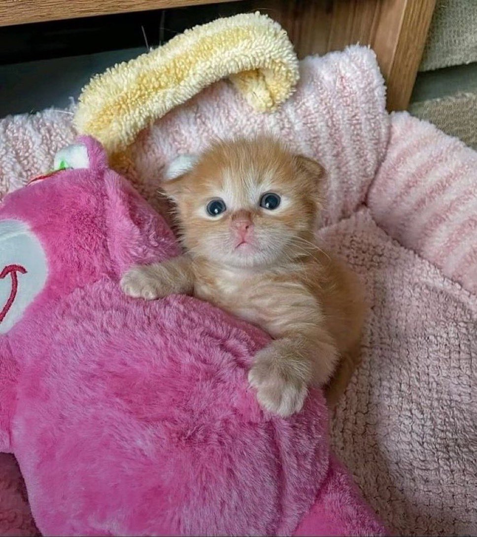 arsivmeow's tweet photo. o ney la öle https://t.co/bhQJ7SRz8R