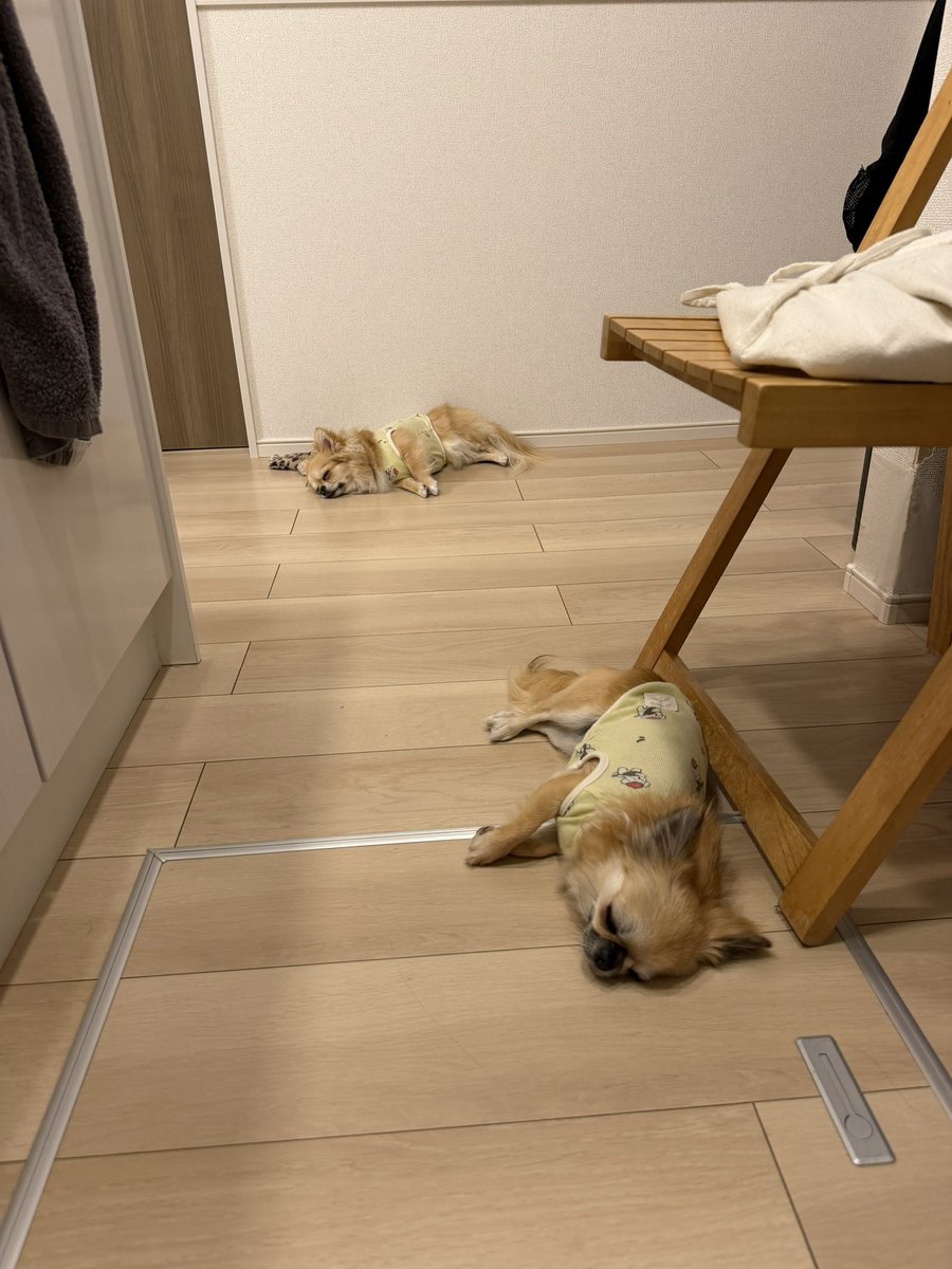 チワワ