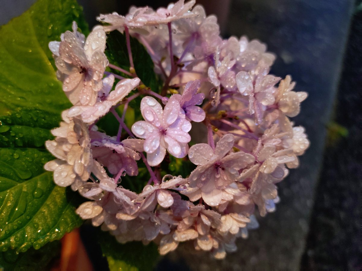 mdgscr_jasmine's tweet photo. 花と雫がかわいいよ☺️ 雨の季節を楽しもうと思う https://t.co/iOsvPA54AQ