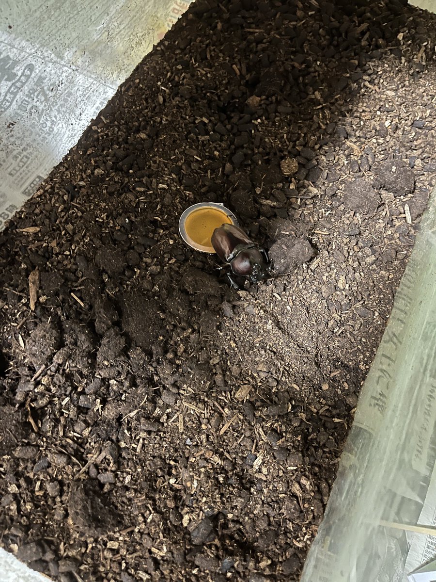 sonoda_sh's tweet photo. カブトムシがどんどんと
出てきています。

現在、雄6.雌4 https://t.co/URvX7rFyuO