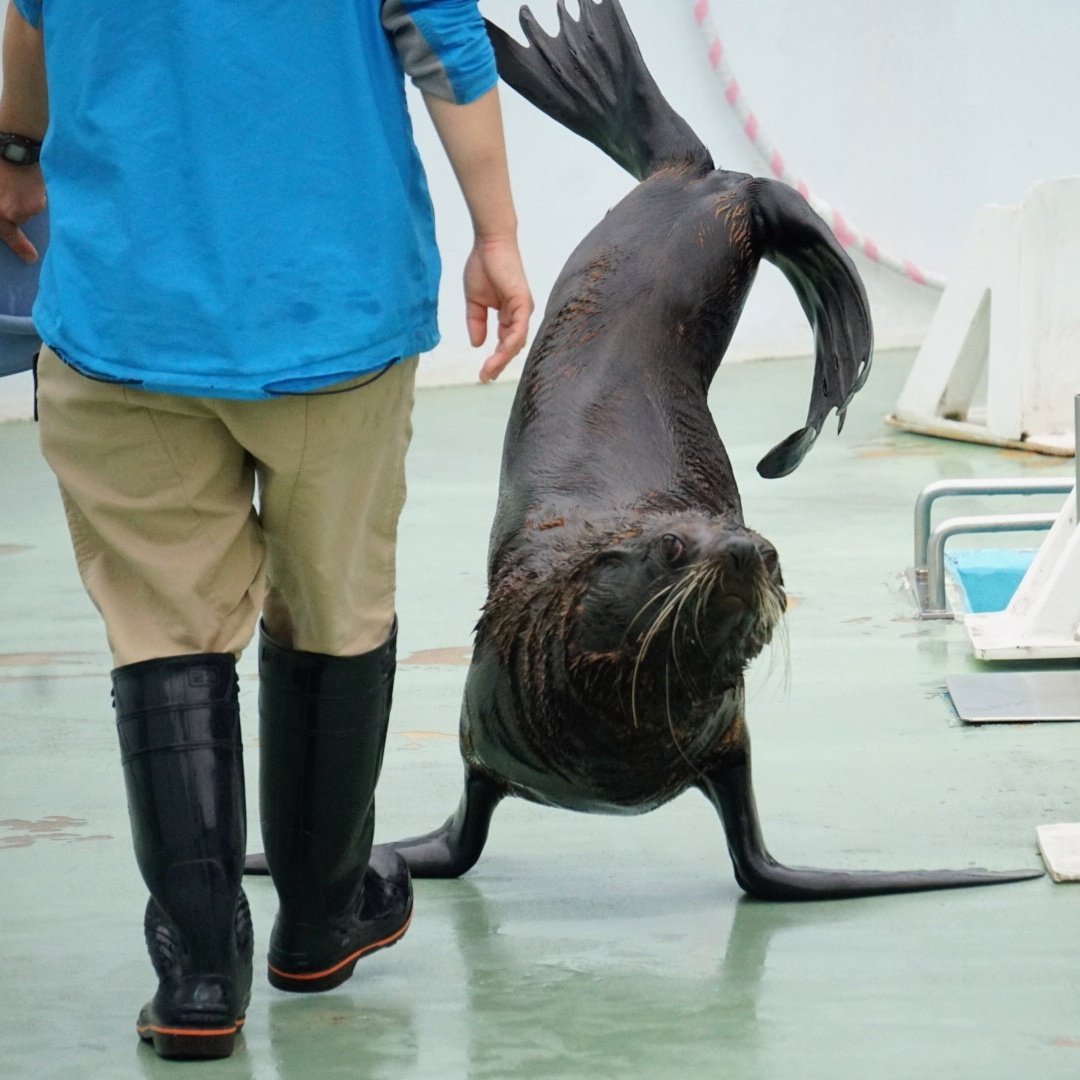 SHINA_minto's tweet photo. ずっとサンのこと見ていたいな😁

2026.05.23

#しながわ水族館 #しなすいフォト https://t.co/4tX1o6l6k7
