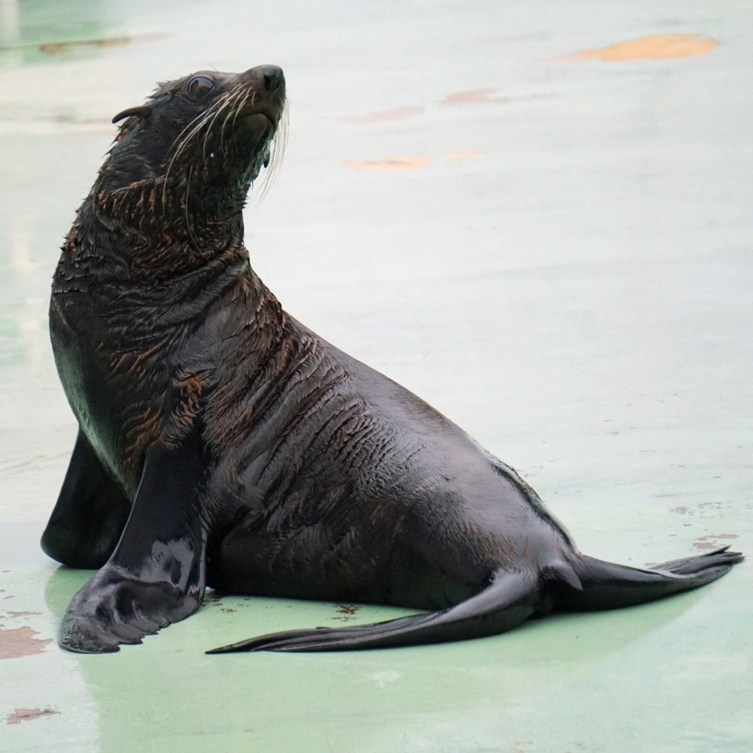 SHINA_minto's tweet photo. ずっとサンのこと見ていたいな😁

2026.05.23

#しながわ水族館 #しなすいフォト https://t.co/4tX1o6l6k7