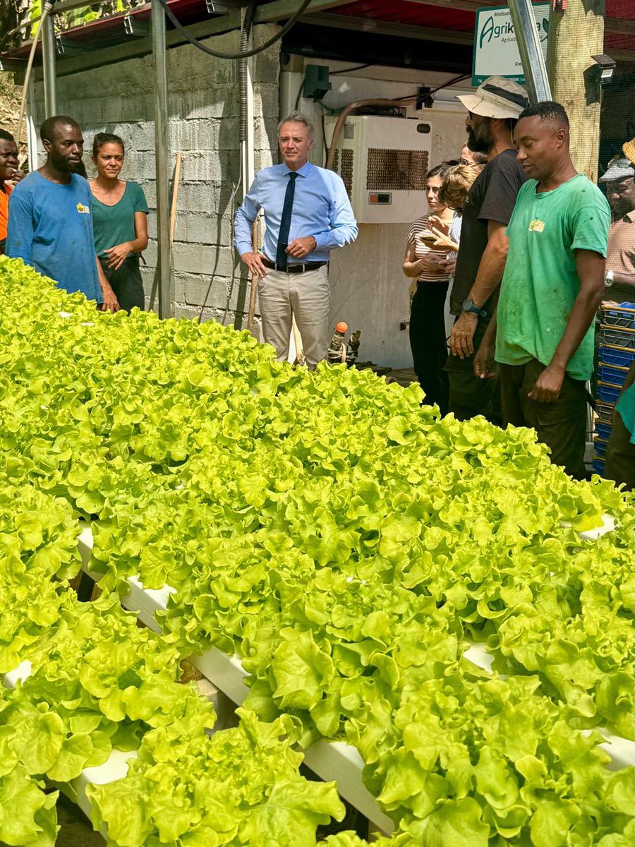 Prefet976's tweet photo. #Agriculture | 📍Combani 

🌾 Ce 25 juin, le préfet de Mayotte s’est rendu sur l’exploitation agricole EARL KANGA MAORE afin d’échanger avec les exploitants sur les réalités du terrain, les défis de la filière et les perspectives de développement de l’agriculture mahoraise. https://t.co/R78vJWcPIX