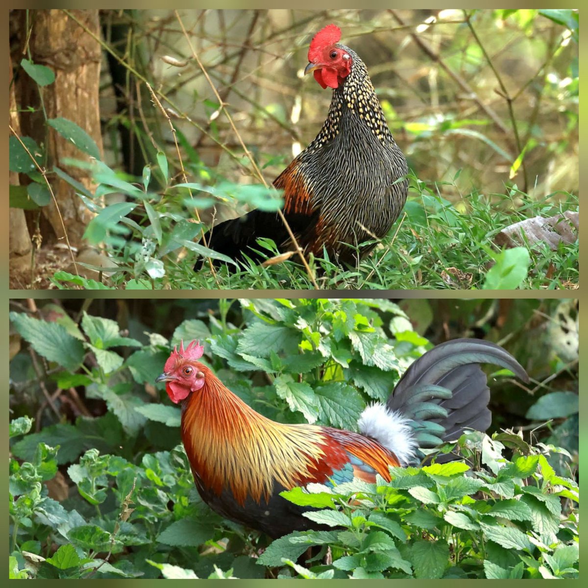 skumarias02's tweet photo. Grey jungle fowl and Red jungle fowl are attractive in their own way. While former rules the forest undergrowth of south, the latter rules in forest of north, with Satpura TR forming a boundary where both are reported.
@rameshpandeyifs https://t.co/V9VhF8inja